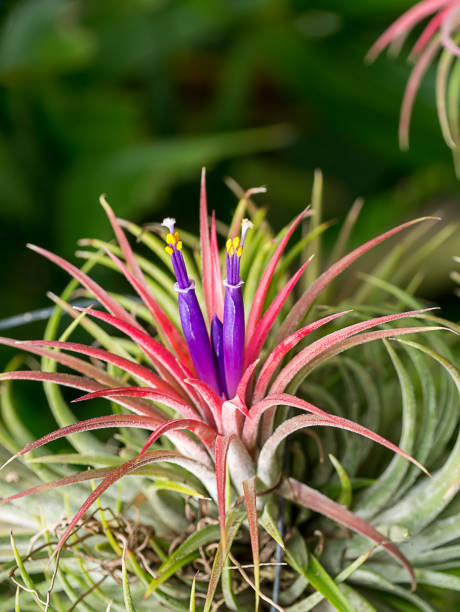 istock Close up group tillandsia air plant. 1151322248