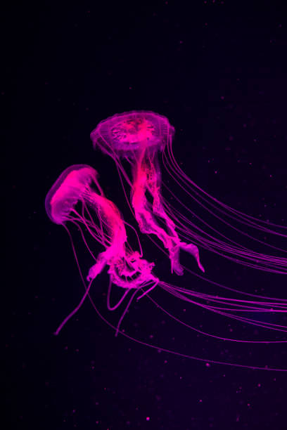 istock Jellyfish Vibrant Pink color against a deep blue background 1151323194