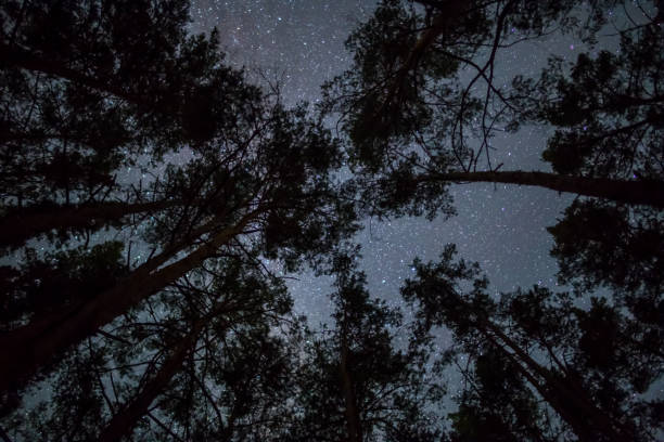 istock view to the starry sky through the night dark forest 1151325692