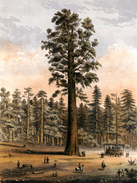 Vintage illustration shows sightseers looking at the giant sequoia trees at Mammoth Tree Grove, California.