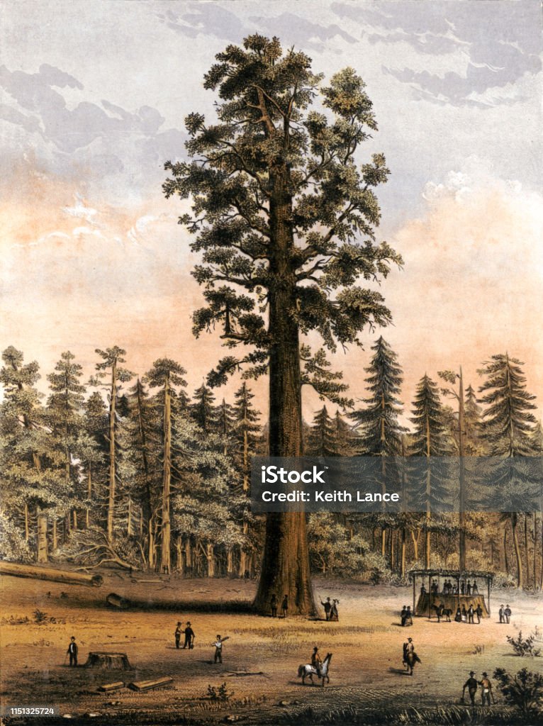 Mammoth Tree Grove of Calaveras County, California Vintage illustration shows sightseers looking at the giant sequoia trees at Mammoth Tree Grove, California. Archival stock illustration