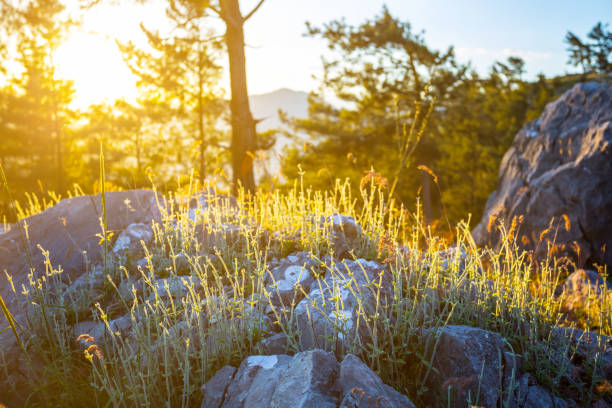 closeup forest glade landscape at the sunset