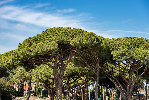 Forest with maritime pine trees with trunk and green needles on a blue sky with clouds. Mediterranean region, Ostia antica, Rome, Latium, Italy, Europe