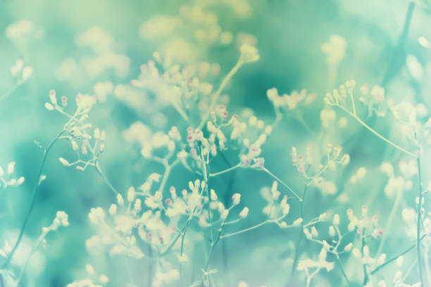 istock little pink grass wild flower  pastel color filter effect  ,Abstract spring nature background 1151326831