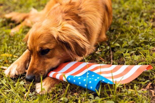 istock Red dog lying down on the grass and holding American flag 1151326967