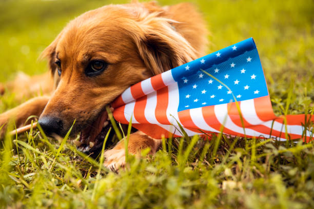 istock Red dog lying down on the grass and holding American flag 1151326981