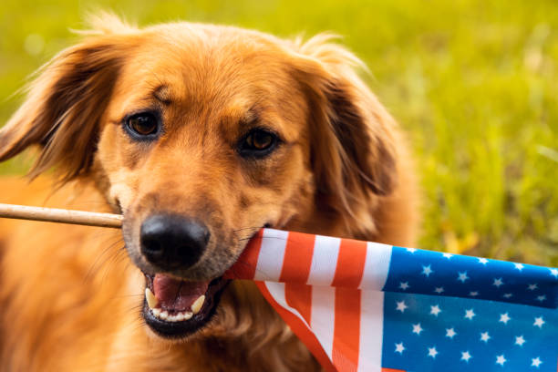 istock Red dog lying down on the grass and holding American flag 1151326983