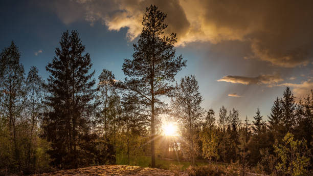 istock Panorama of a forest landscape at sunset 1151328304