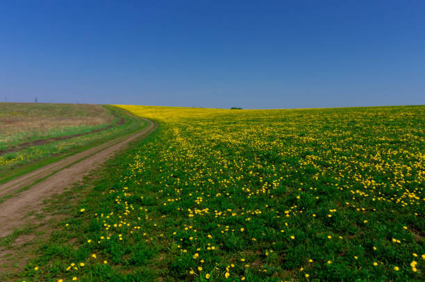 istock Blooming field of dandelions 1151330115