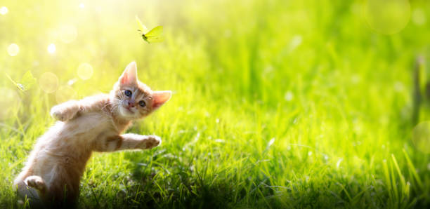 istock happy playing Cat on green summer outdoor  background 1151330294