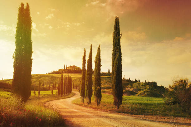 vintage tuscany countryside landscape - cypress tree fotos imagens e fotografias de stock
