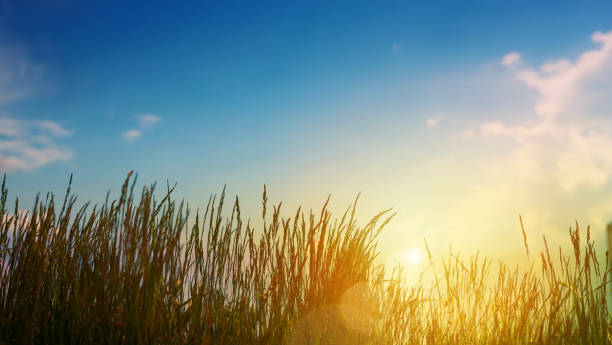 istock Green grass On summer Field - Abstract sunset Landscape 1151330392