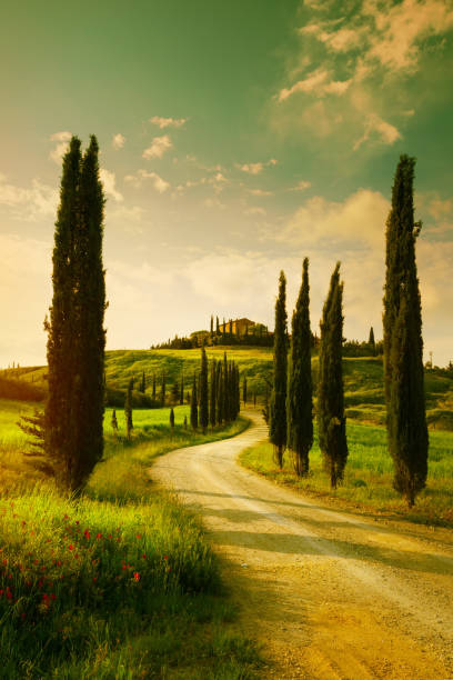винтажный пейзаж тосканской сельской местности - tuscany italy tree cypress tree стоковые фото и изображения