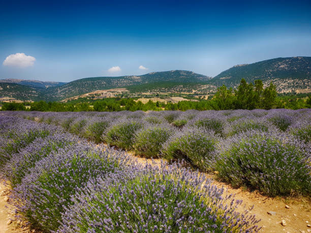 istock fields of flowering lavender 1151330510