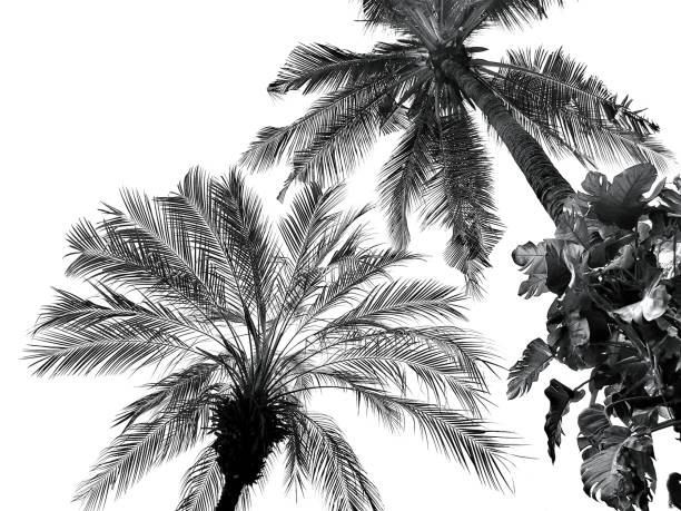 istock Palm leaves isolated  on white backgroun with copy space. 1151330704