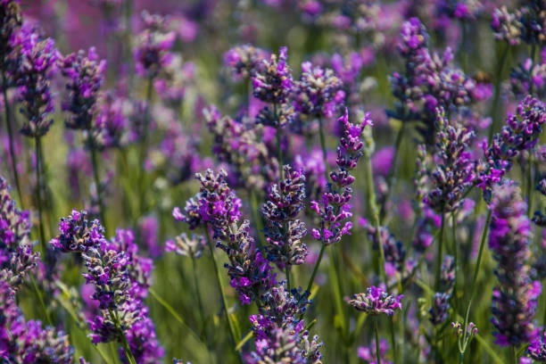 istock fields of flowering lavender 1151331378