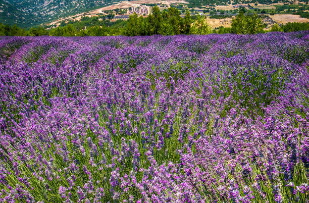 istock fields of flowering lavender 1151331470