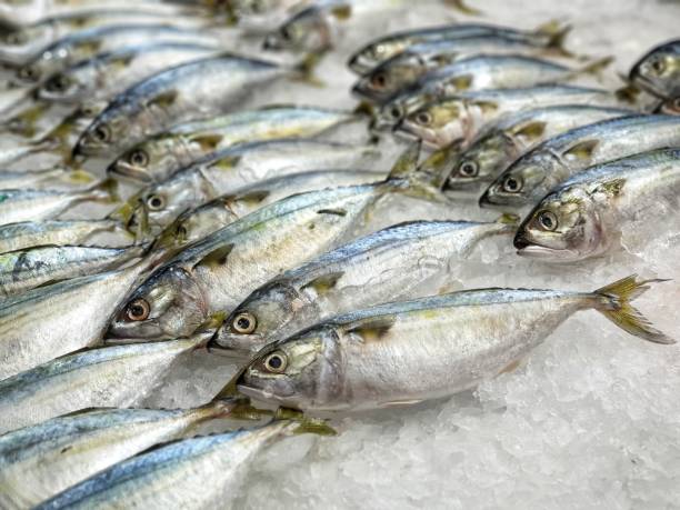 istock Many fresh mackerel are placed on the ice 1151331692