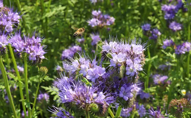 flying honey bee in a blue blooming phacelia field, beauty in nature