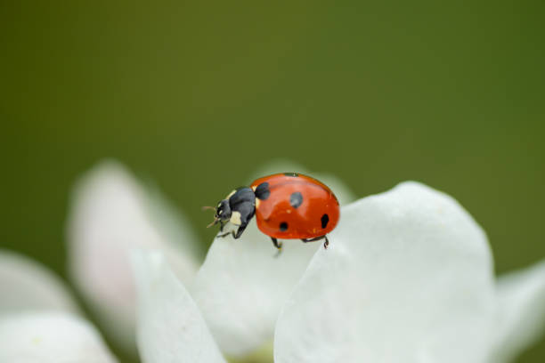istock Red ladybug on apple tree flower macro close-up 1151332943