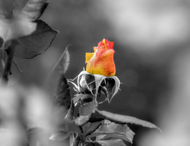 Beautiful yellow rose with black and white abstract background.