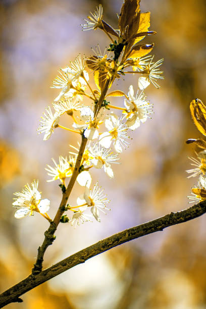 flor de cerezo japonesa en estilo vintage - fugacity fotografías e imágenes de stock