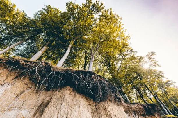 Atmospheric toned colour picture of a group of trees desperately clinging on to the edge of the cliff as the ground below them is washed away by the sea. Photographed on the island of Møn in Denmark. Colour, horizontal with some copy space.