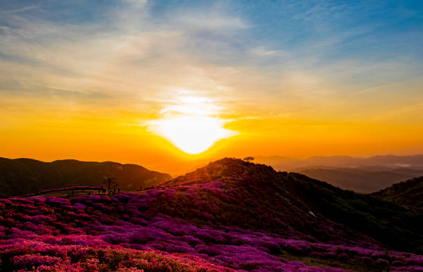 istock azaleas in the morning when the sun rises 1151333911