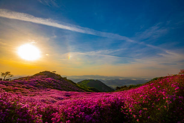 the beautiful scenery of the mountain, with azaleas in the morning when the sun rises