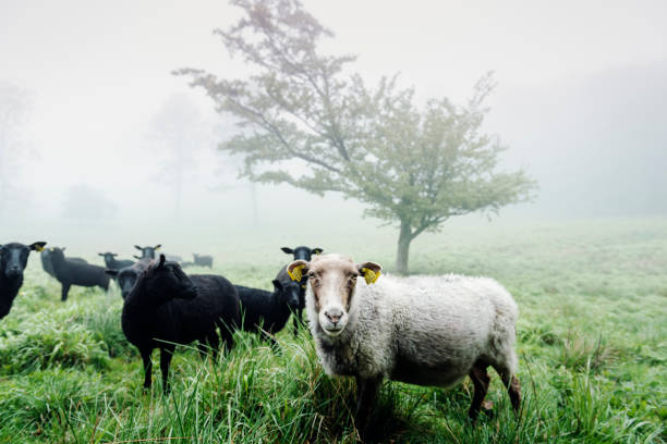 Atmospheric toned colour picture of a herd of sheep walking standing in a field that is enveloped in fog. They all  seem black apart from the  one in the foreground. Photographed at Møns Klint on the island of Møn in Denmark. Colour, horizontal with lots of copy space.