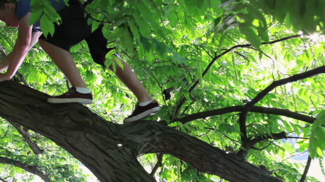 Young man climbs along tree limb with spring foliage