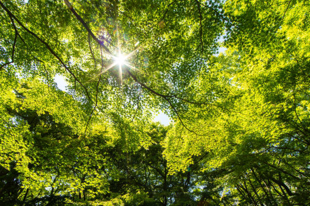 istock Vivid fresh green and sunshine streaks 1151334936