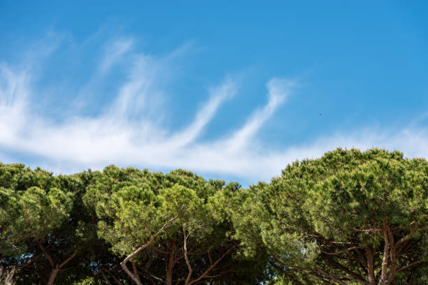 Close-up a forest with maritime pine trees with green needles on a blue sky with clouds. Mediterranean region, Ostia antica, Rome, Latium, Italy, Europe