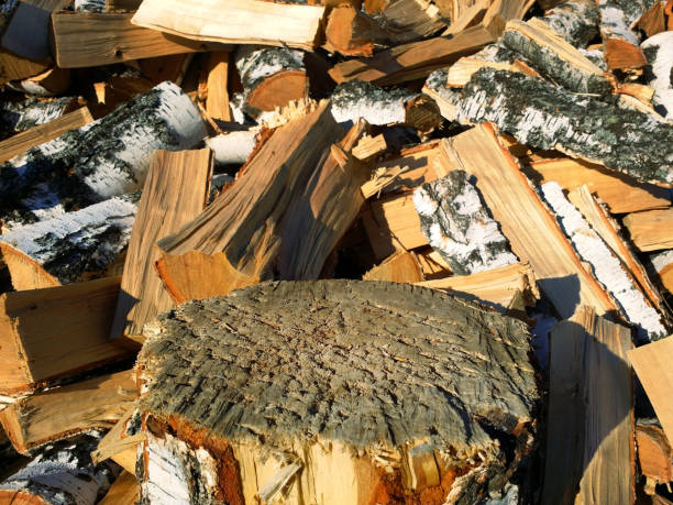istock sharp stump and background of birch firewood texture 1151335293