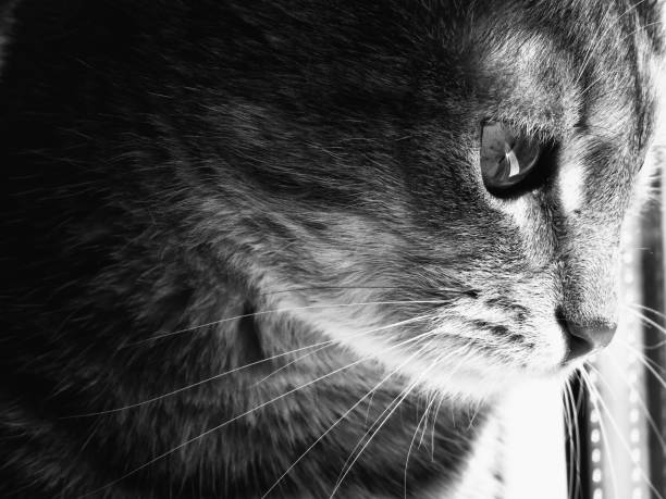 istock Beautiful cat b&w portrait 1151336854