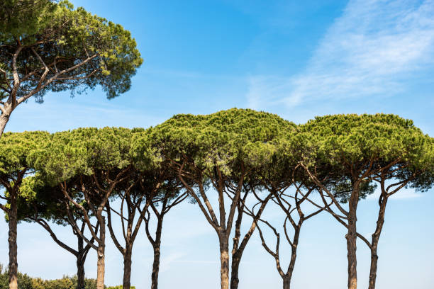 Close-up a forest with maritime pine trees with green needles on a blue sky with clouds. Mediterranean region, Ostia antica, Rome, Latium, Italy, Europe