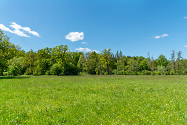 istock Wildflowers in summertime under blue sky 1151337868