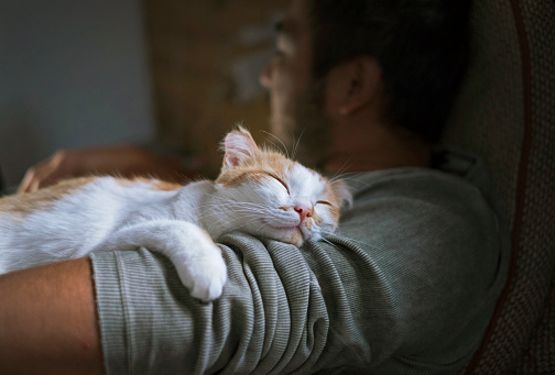 Cute smiling happy cat lying on the man's shoulder