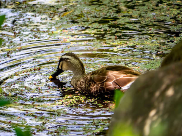 istock Spotbilled duck in a small garden pond 1151339375