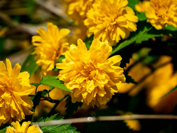 istock Fancy kerria japonica pleniflora in bloom 1 1151339395