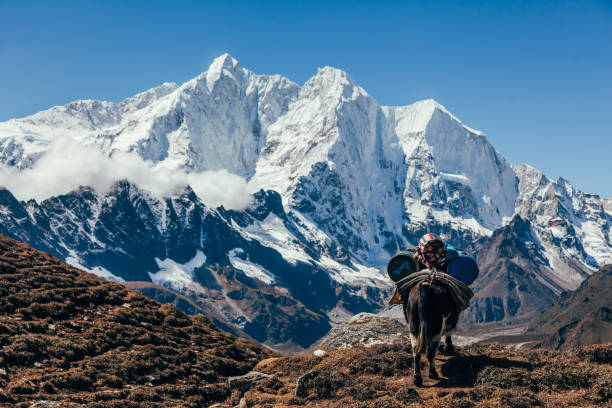 istock Yak under snow mountain in Tibet 1151339498