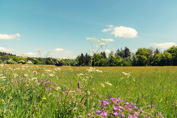 istock Wildflowers in summertime under blue sky 1151339864