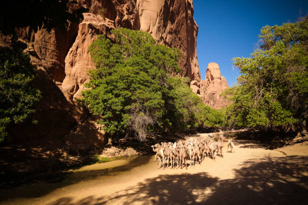 Portrait of drinking camels in canyon aka guelta Bashikele ,East Ennedi, Chad Portrait of drinking camels in canyon aka guelta Bashikele in East Ennedi, Chad ennedi mountains photos stock pictures, royalty-free photos & images