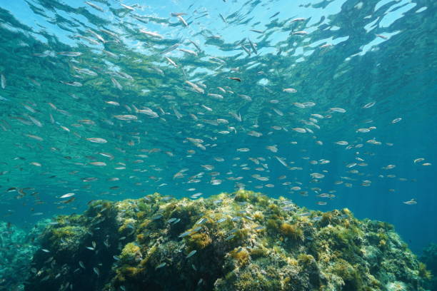 istock A school of bogue fish Boops boops underwater 1151346909