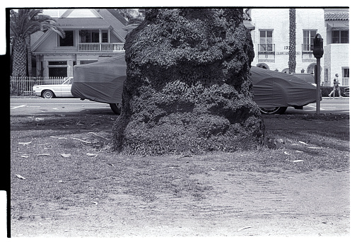 Scan of 1986 negative, shot on Ocean Ave, Santa Monica, Los Angeles, USA. Car with cover sheet for sunlight in Santa Monica.One giant palmtree in front of it.