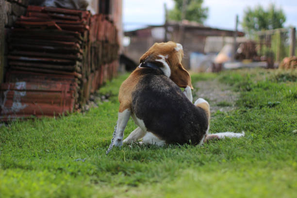 the hunting dog