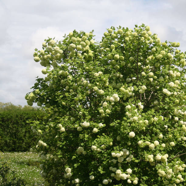 istock Viburnum opulus with many white flowers 1151352675