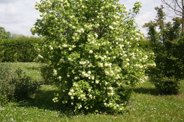 istock Viburnum opulus with many white flowers 1151352691