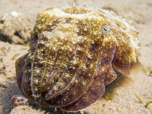 Close up of a cuttlefish hovering above a sandy bottom. stock photo