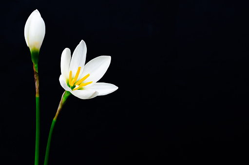 White color Rain Lily flower blooming in rain season on dark background with space for text.